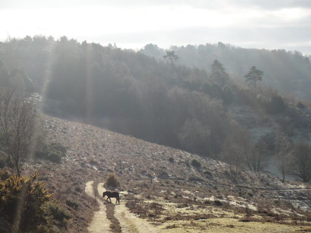 The Old Cook'S House Villa Hindhead Oda fotoğraf